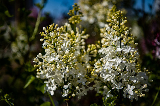 丁香花開(kāi)滿城香