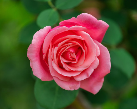 月季花