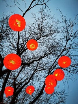大紅燈籠