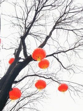 大紅燈籠