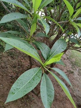 雞蛋花樹