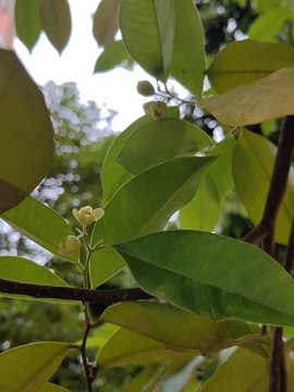 開花