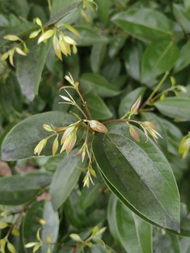 樹發(fā)芽
