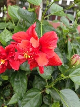 朱槿花
