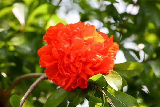 石榴花