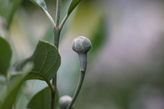 菲油果花苞