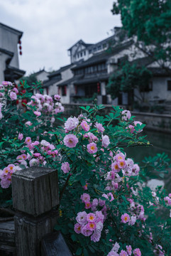 薔薇