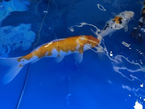 錦鯉