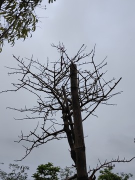 枯樹新芽