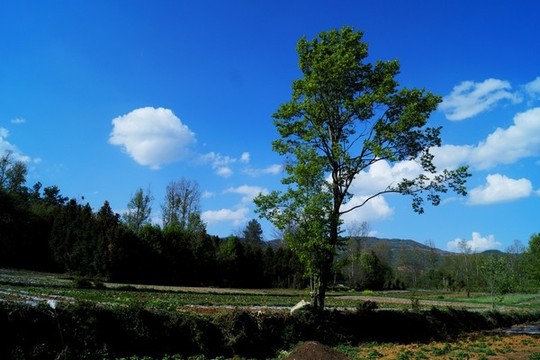 戶外田野
