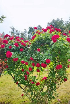 愛心玫瑰