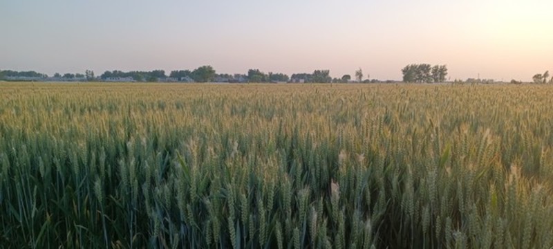 夕陽(yáng)下的麥田