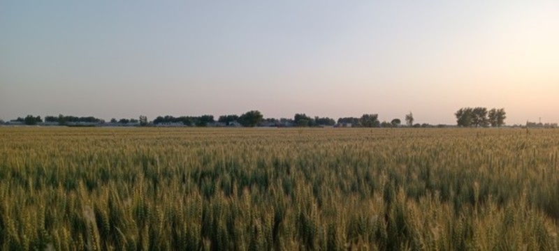 麥田