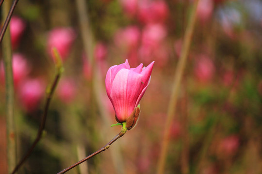 玉蘭花