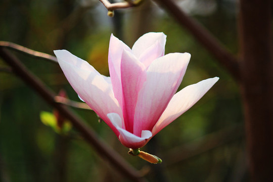 玉蘭花