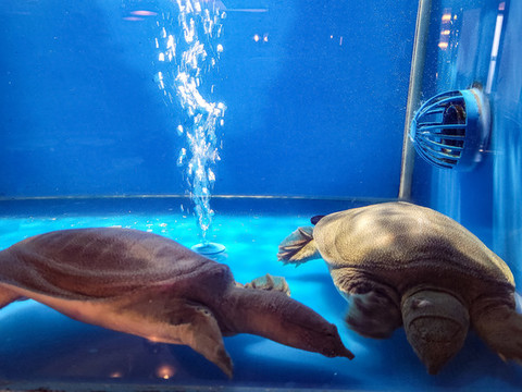 乌龟甲鱼海洋馆