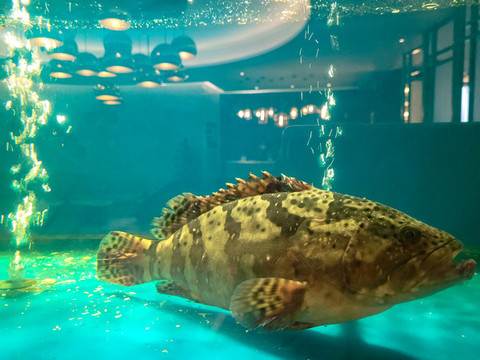 石斑魚(yú)活的超市生鮮