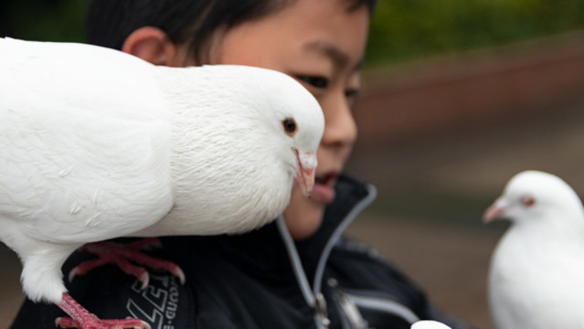鴿子與小孩