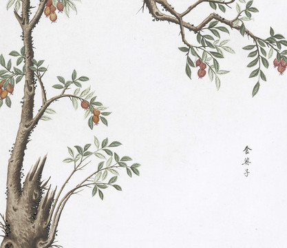 金英子中草藥國畫素材插畫
