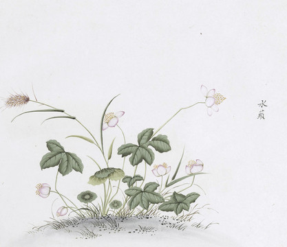 水蘋中草藥國畫素材插畫