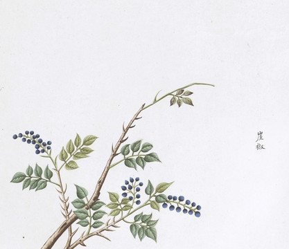 崖椒中草藥國(guó)畫素材插畫