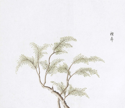 檉樹中草藥國畫素材插畫