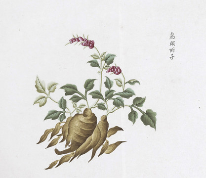 烏頭附子中草藥國畫插畫