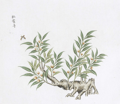 杜蒙子中草藥國畫素材插畫