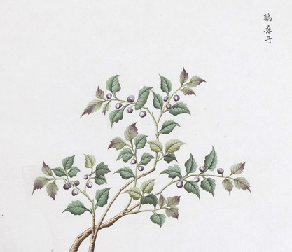 雞桑子中草藥國(guó)畫(huà)素材插畫(huà)