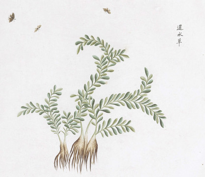 建水草中草藥國畫素材插畫