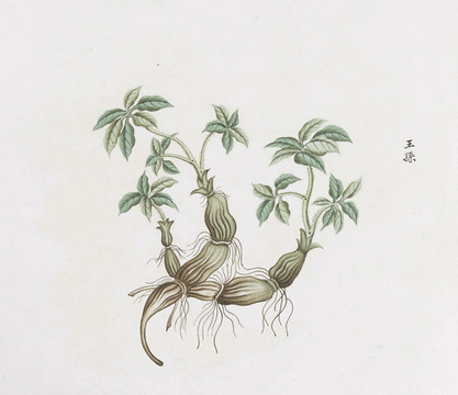 王孫中草藥國畫素材插畫
