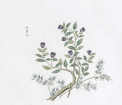 紅藍(lán)花中草藥國(guó)畫(huà)素材插畫(huà)