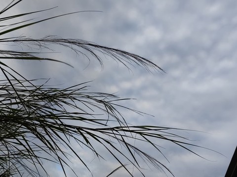 蘆葦草