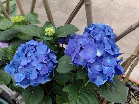 天藍繡球花種植