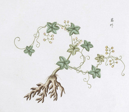 茜草中草藥國(guó)畫(huà)素材插畫(huà)