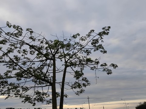 木槿樹