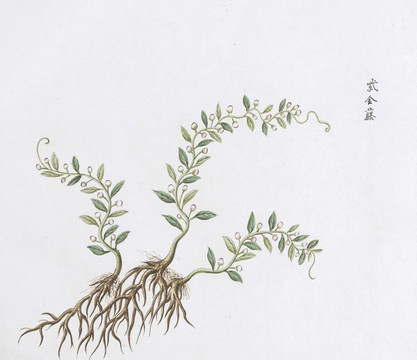 紫金藤中草藥國畫素材插畫