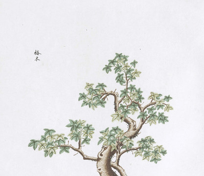 椿樹(shù)中草藥國(guó)畫(huà)素材插畫(huà)