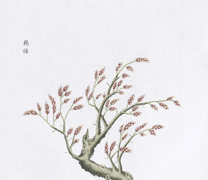 楊樹中草藥國畫素材插畫