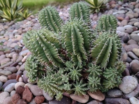 盆栽群生仙人球
