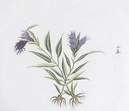 小麥中草藥國(guó)畫素材插畫