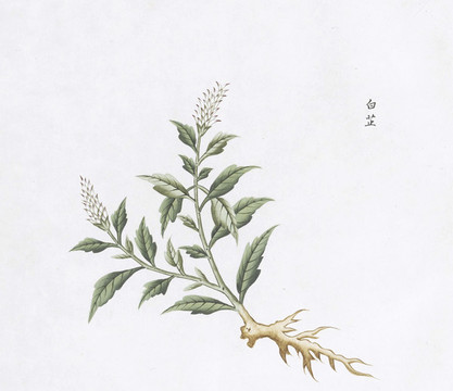 白芷中草藥國(guó)畫素材插畫