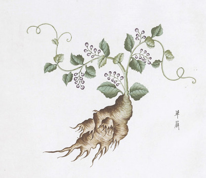 單薢中草藥國(guó)畫素材插畫