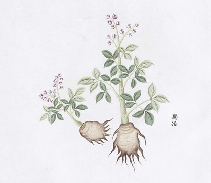 獨活中草藥國畫素材插畫