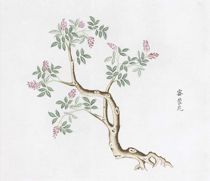 密蒙花中草藥國(guó)畫(huà)素材插畫(huà)