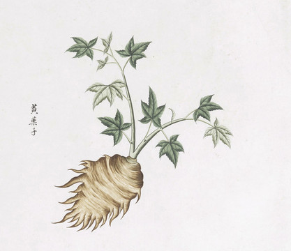 黃藥子中草藥國(guó)畫素材插畫