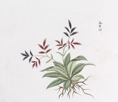 九牛草中草藥國(guó)畫(huà)素材插畫(huà)國(guó)畫(huà)