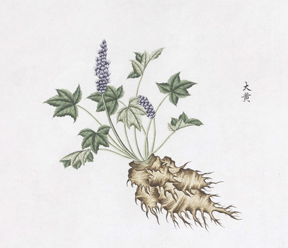 大黃中草藥國畫素材插畫國畫