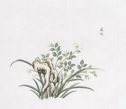 薇銜中草藥國畫素材插畫國畫