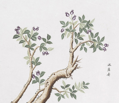 水雍樹(shù)中草藥國(guó)畫(huà)素材插畫(huà)國(guó)畫(huà)